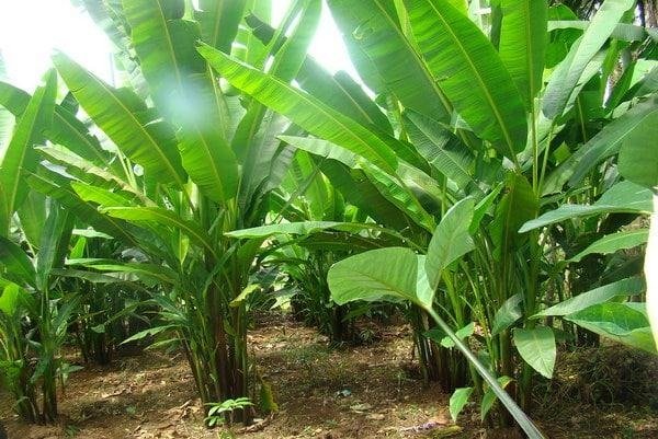 Abaca Fibre – A Novel Sustainable Alternatives for Technical Textiles